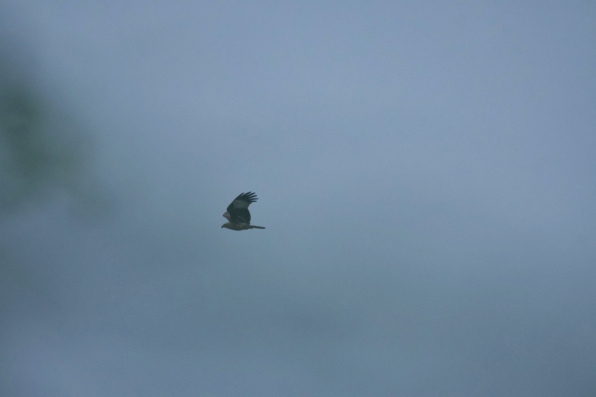 Brahminy Kite - ML644364913