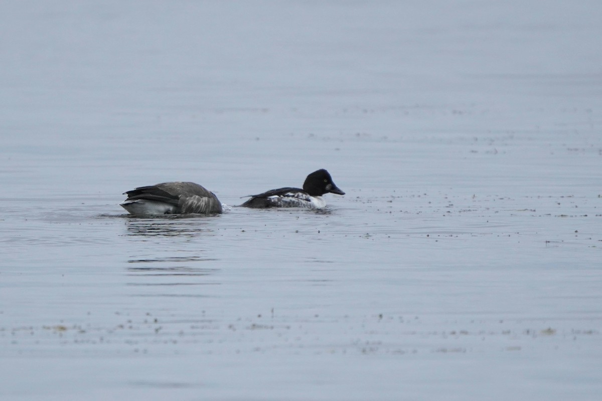 Гоголь - ML644364929