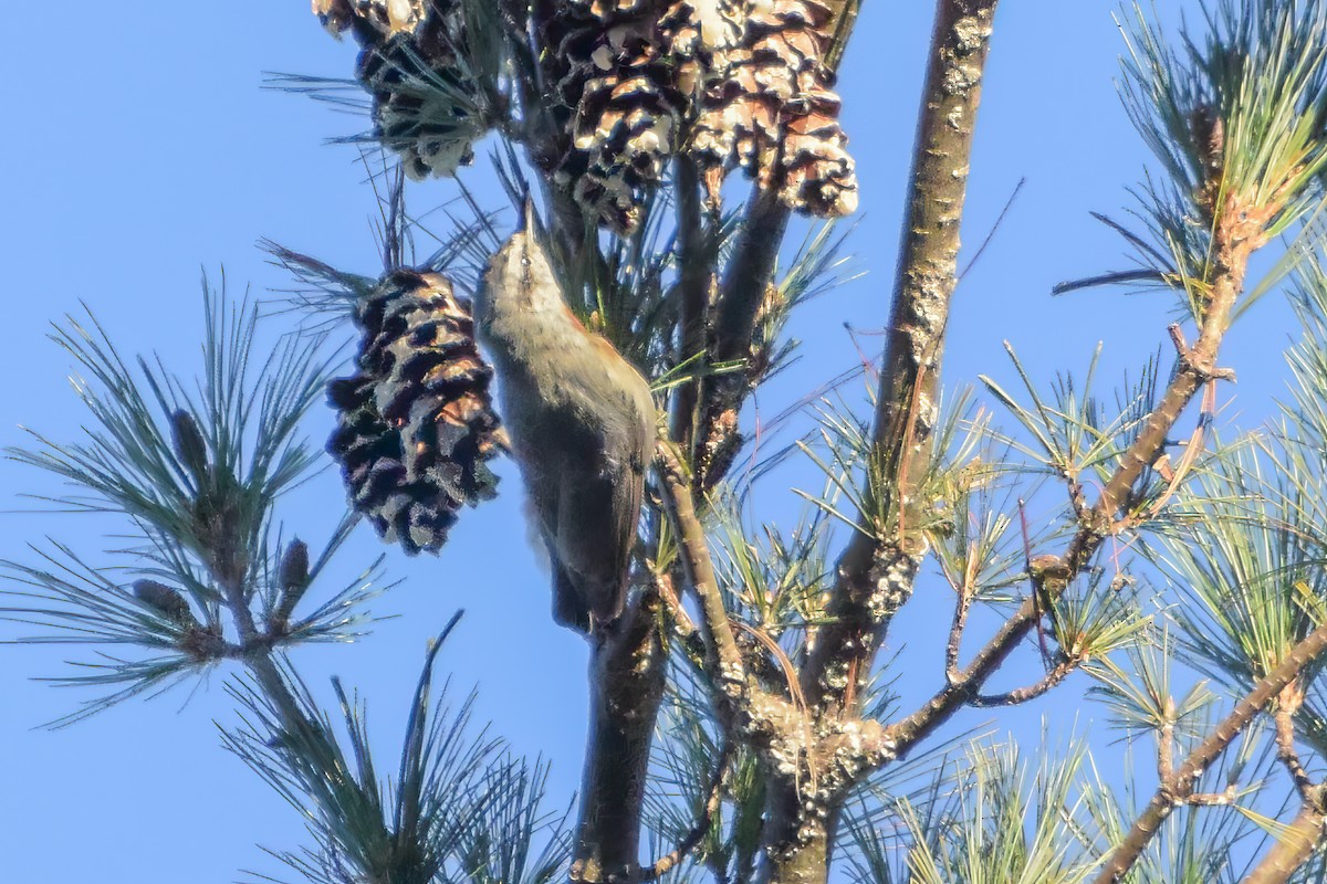 Türkenkleiber - ML644364931