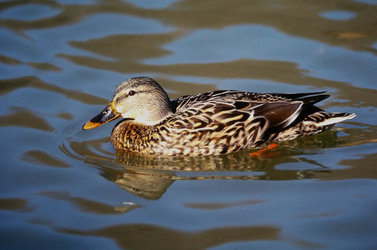 kachna divoká - ML644364932