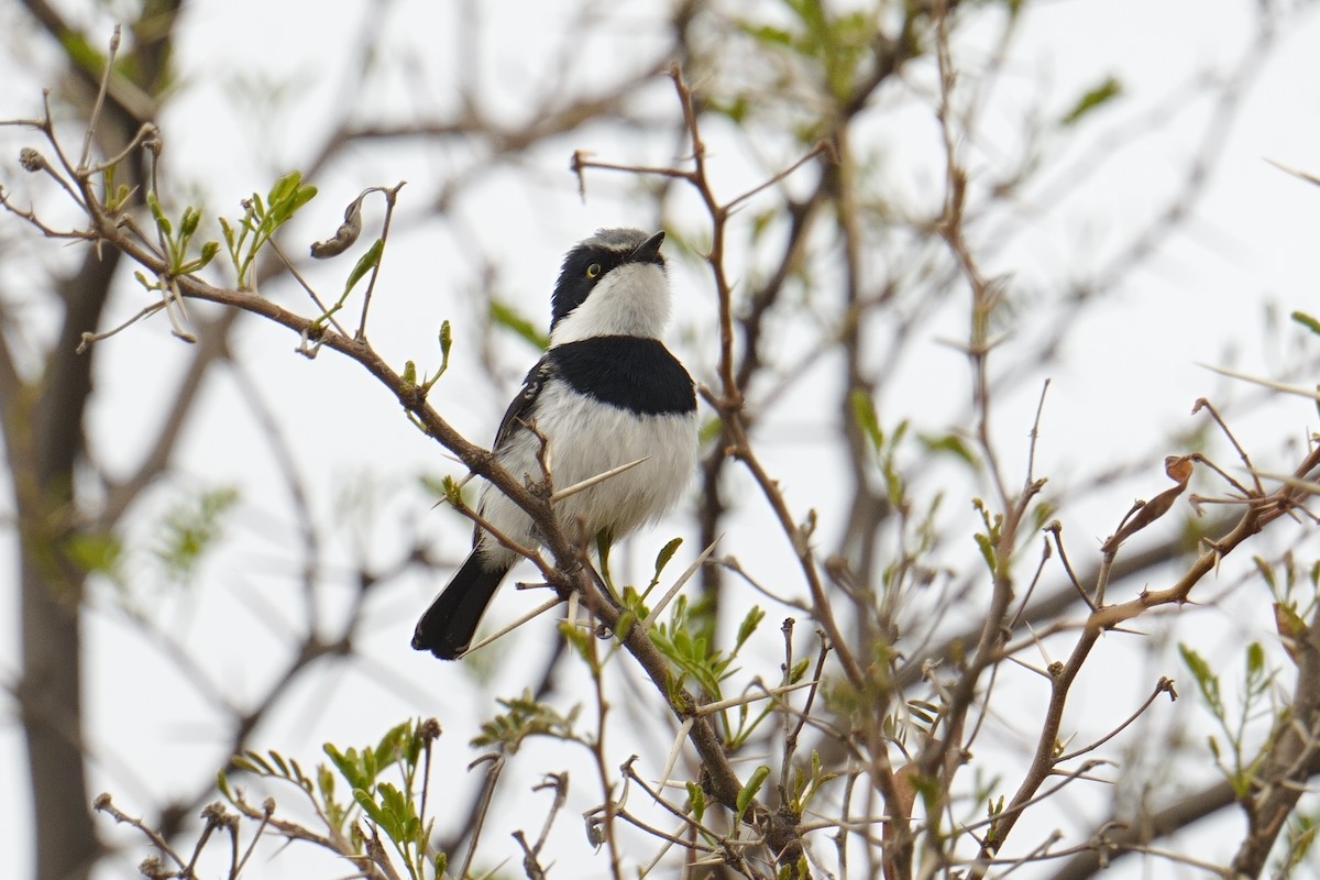 Pririt Batis - ML644364933