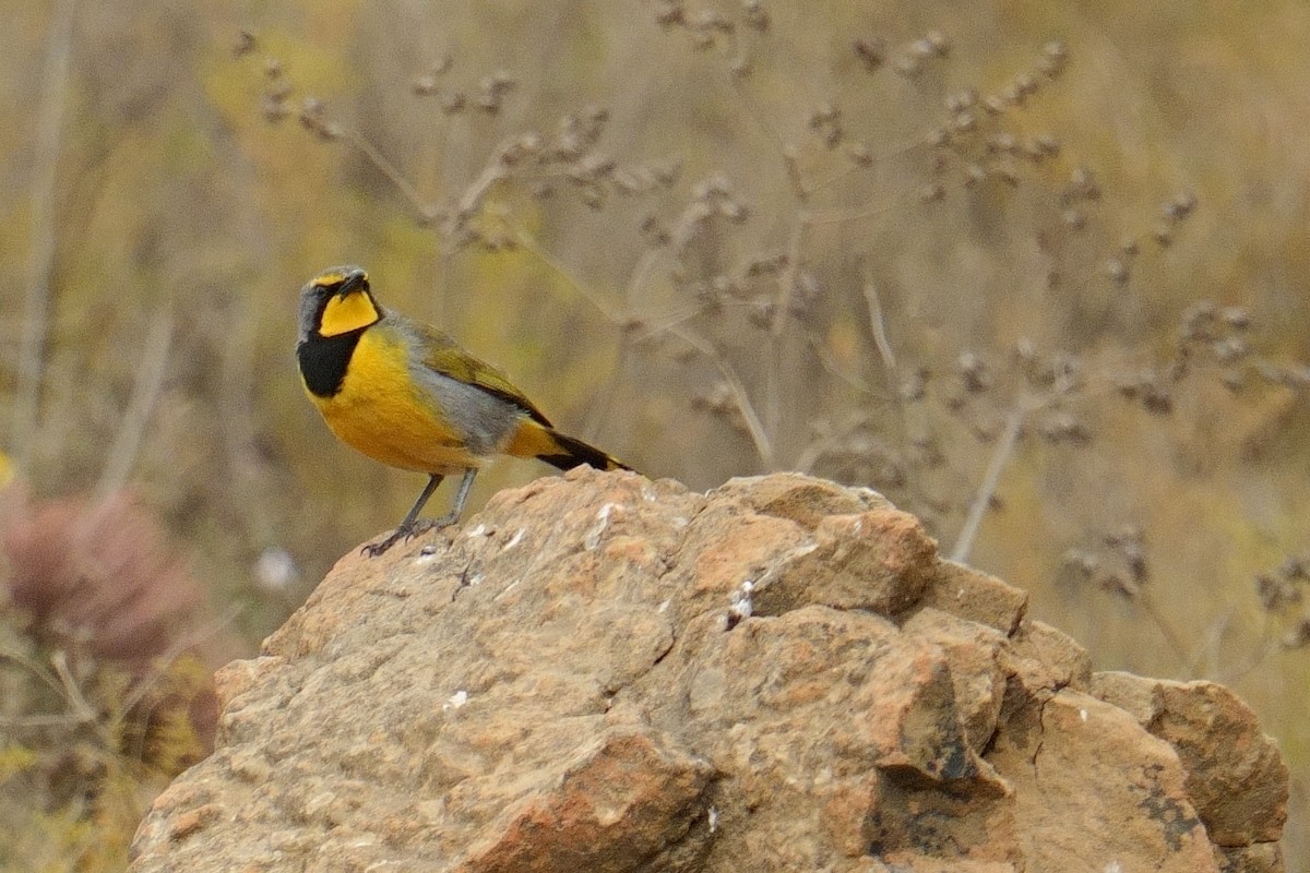 Gonolek bacbakiri - ML644364947