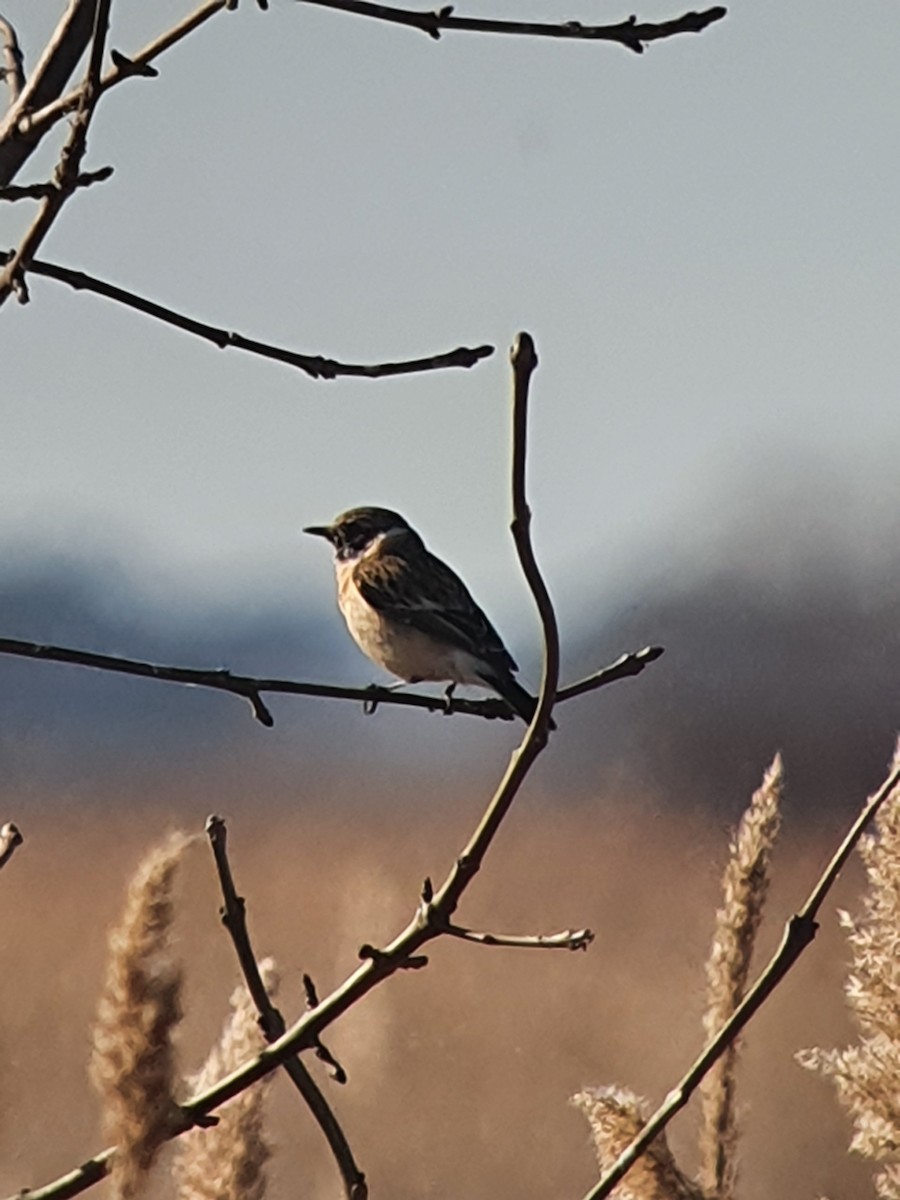 Siberian Stonechat - ML644364953