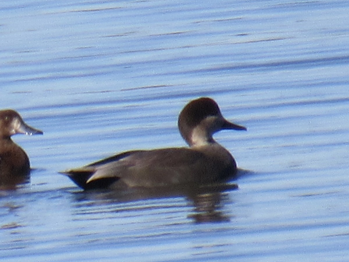 Ánade Friso - ML644364954