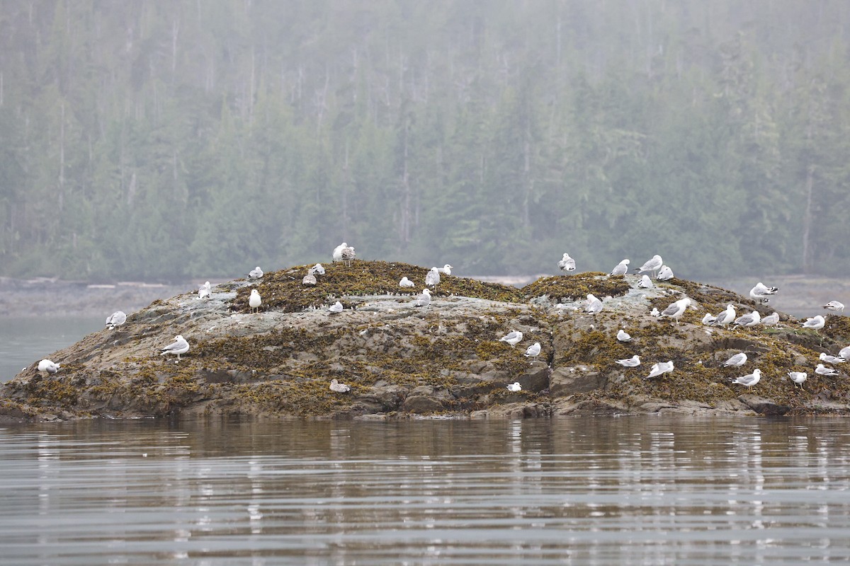 Glaucous-winged Gull - ML644364967