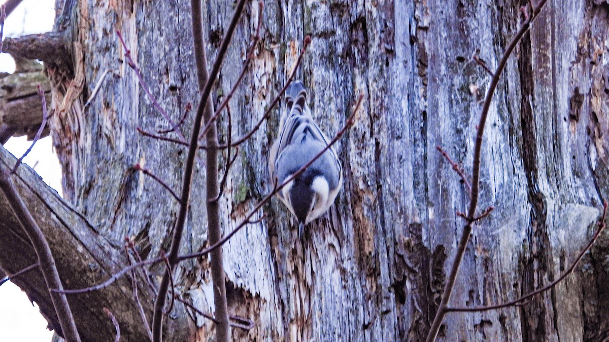 White-breasted Nuthatch - ML644364972