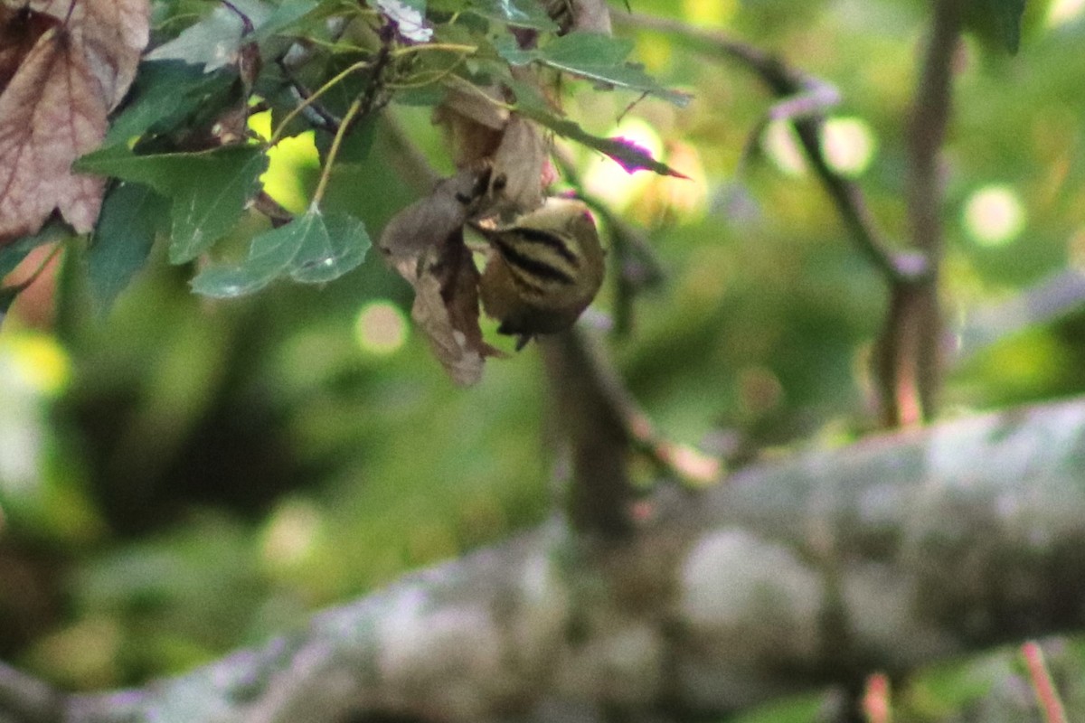 Worm-eating Warbler - ML644364975