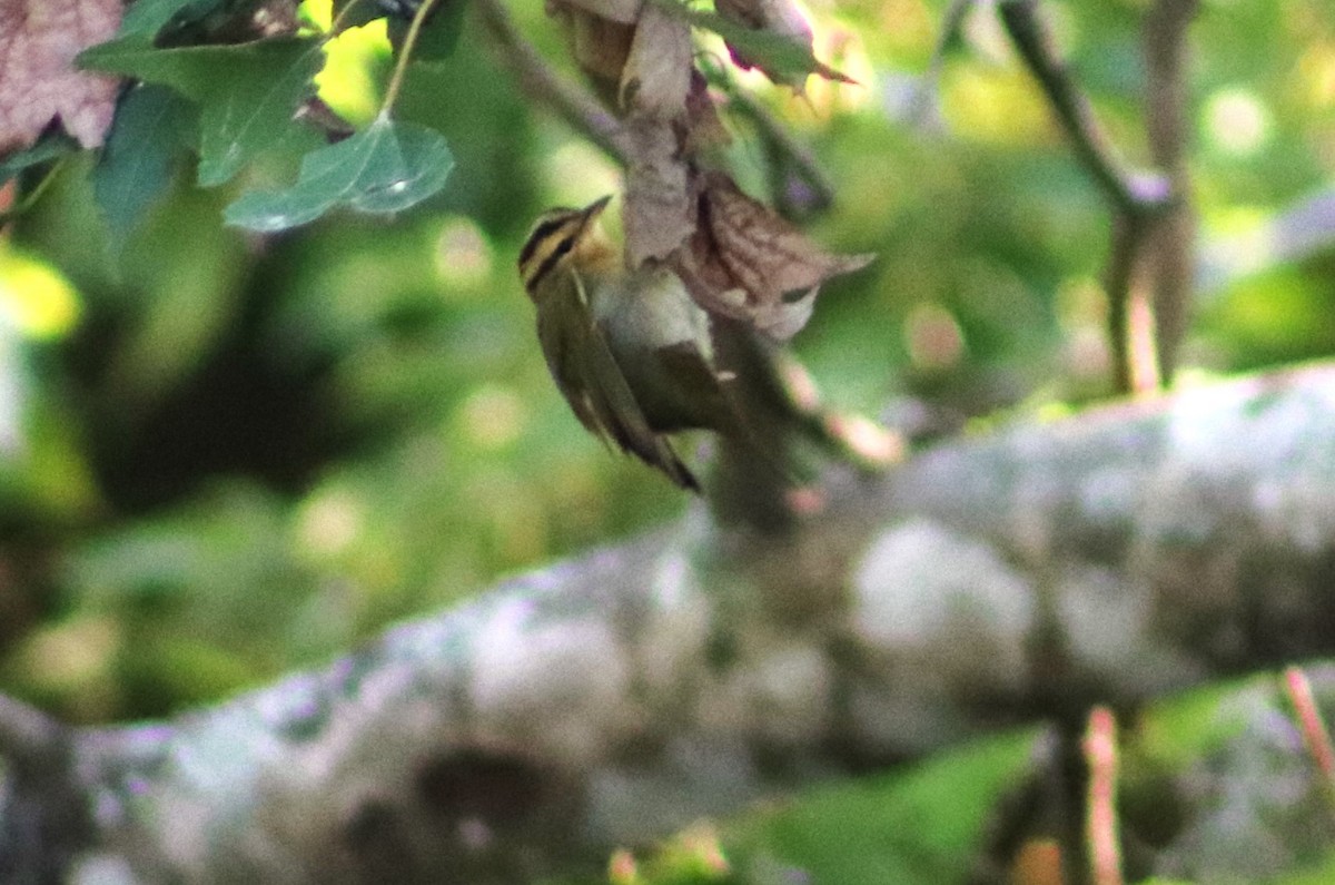 Worm-eating Warbler - ML644364979