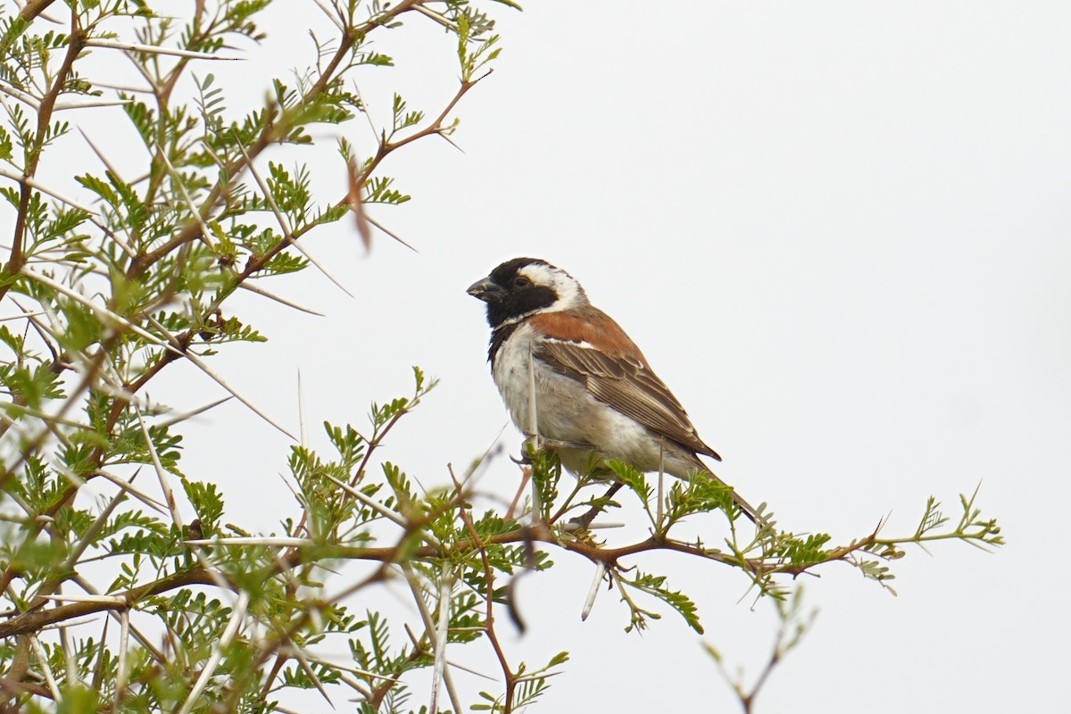 Cape Sparrow - ML644364980