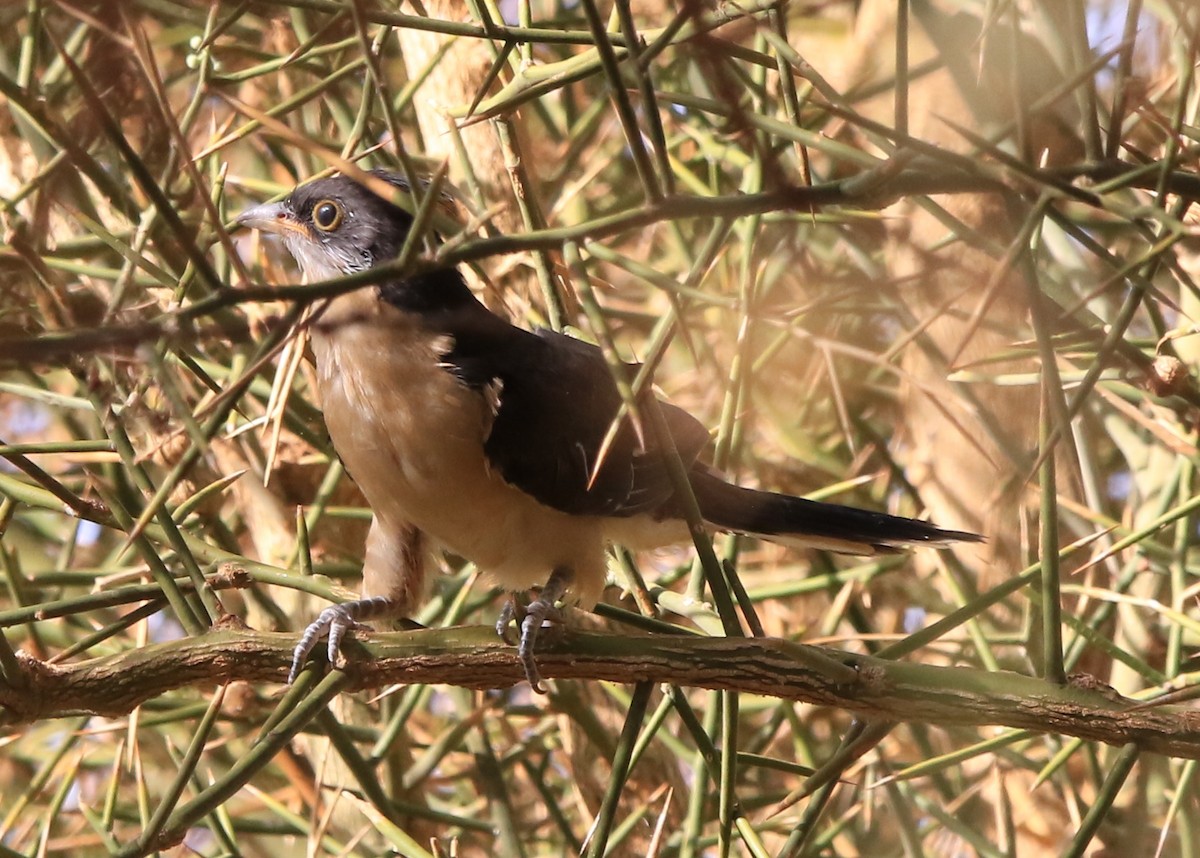 Coucou jacobin - ML644364983