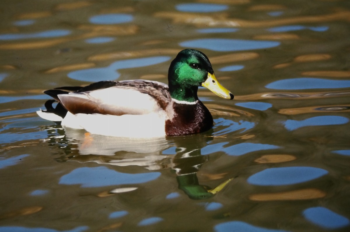 kachna divoká - ML644364992