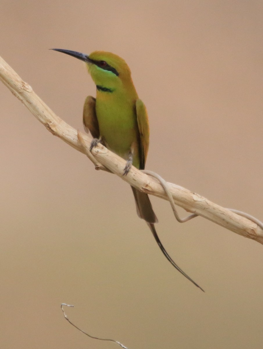 African Green Bee-eater - ML644364993