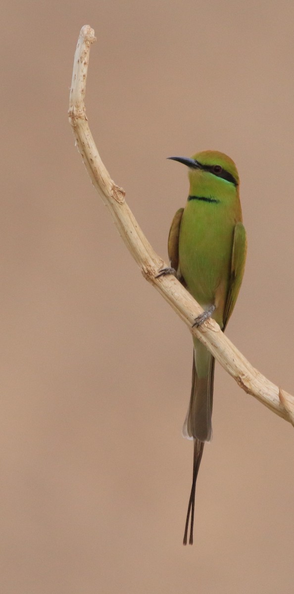 African Green Bee-eater - ML644364994