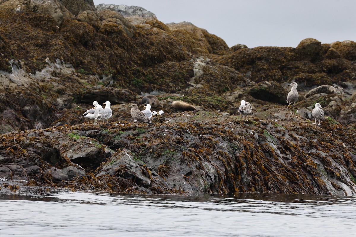 Glaucous-winged Gull - ML644364998