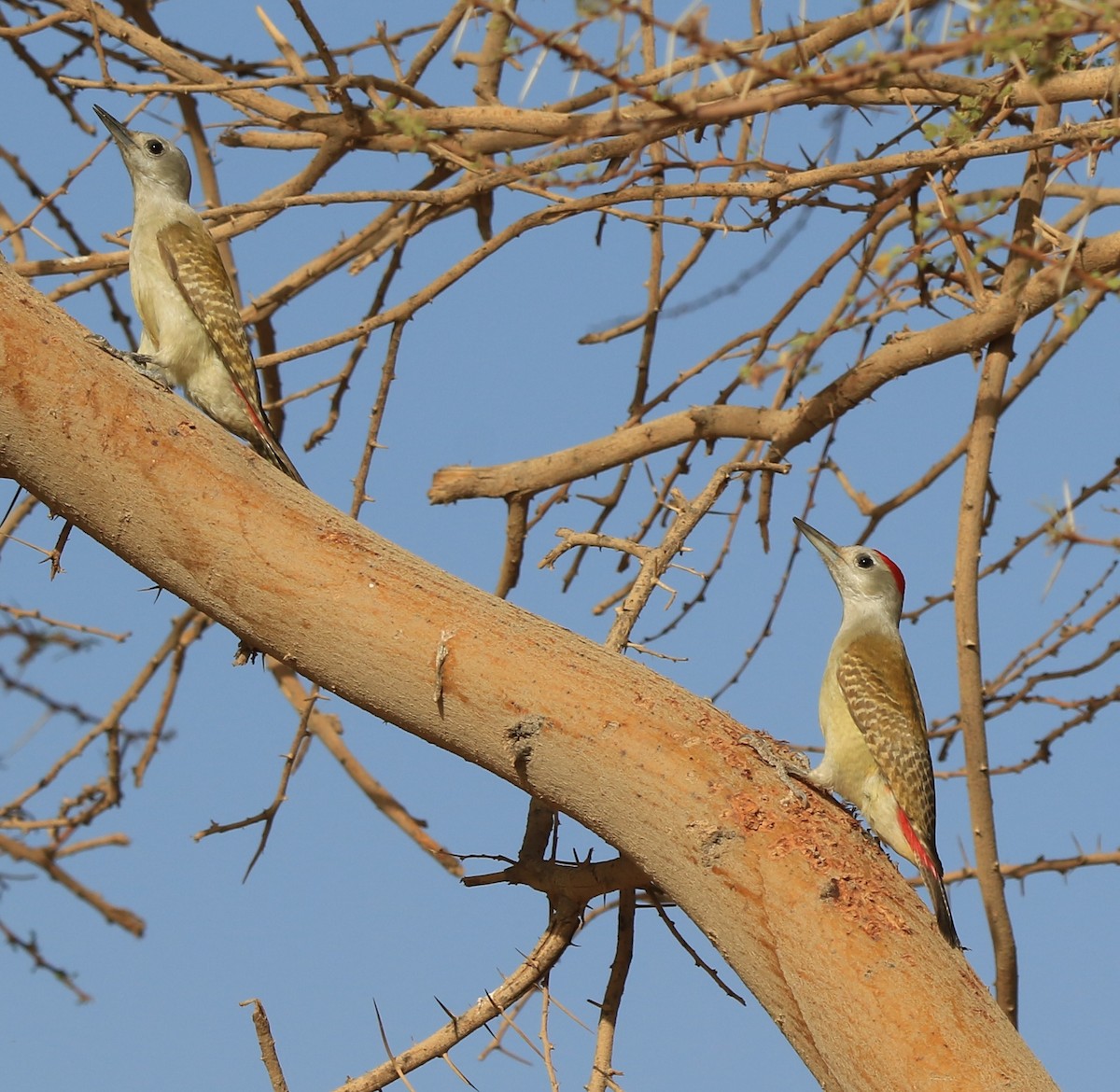 Pic goertan - ML644364999