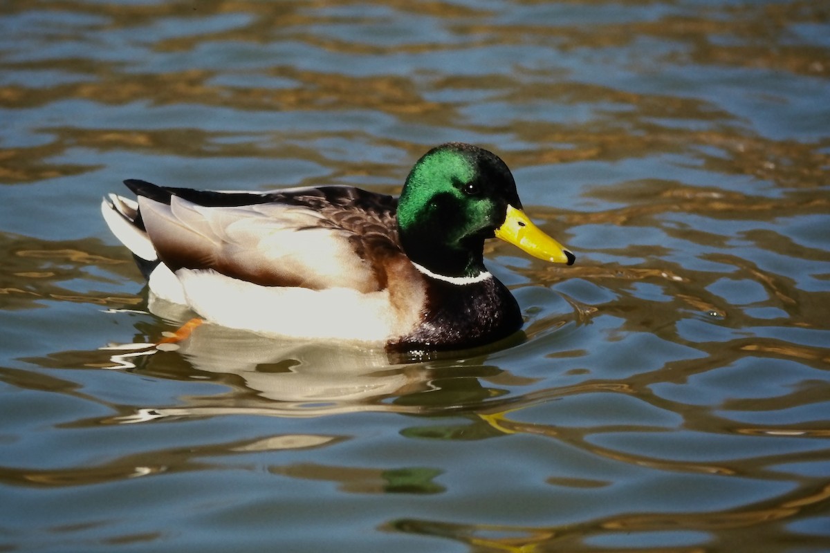 kachna divoká - ML644365001