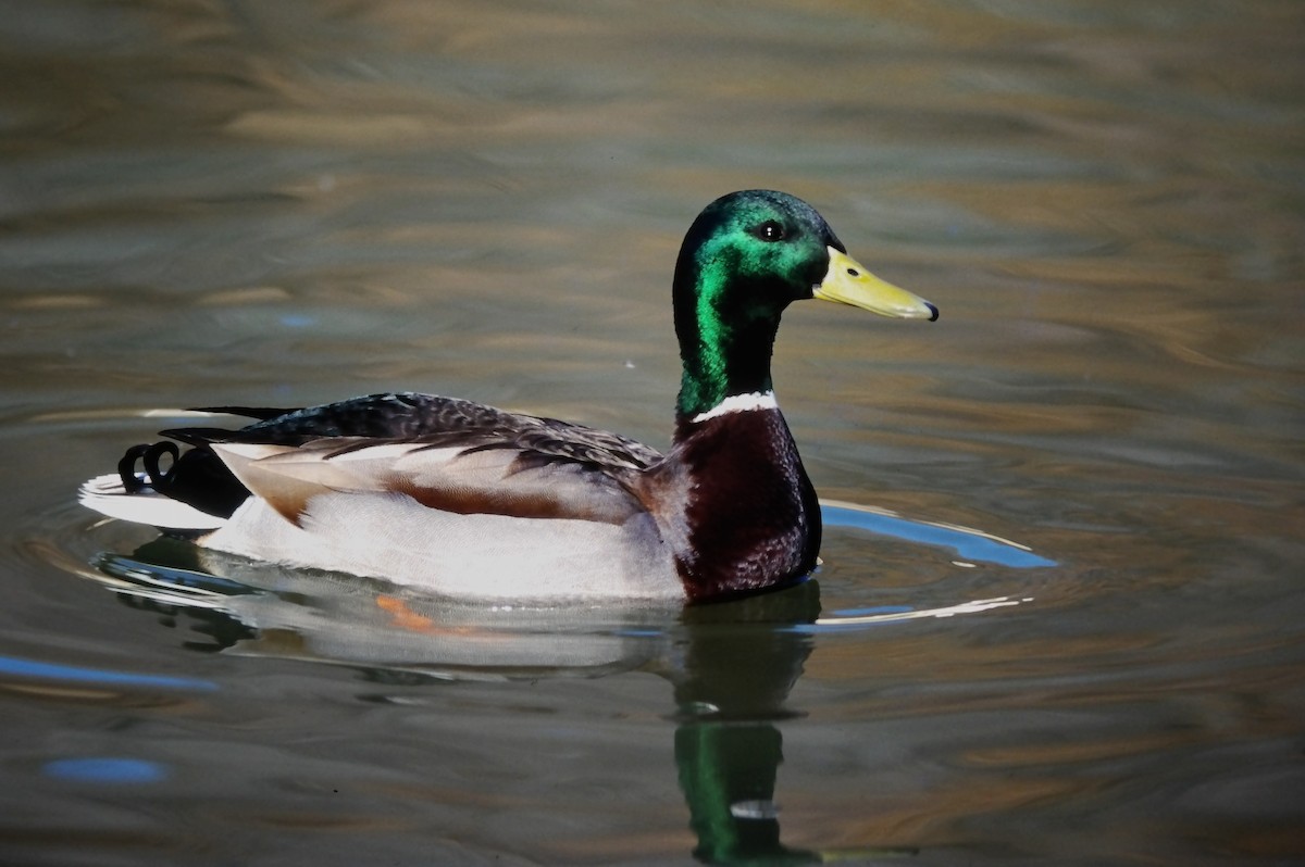 kachna divoká - ML644365002