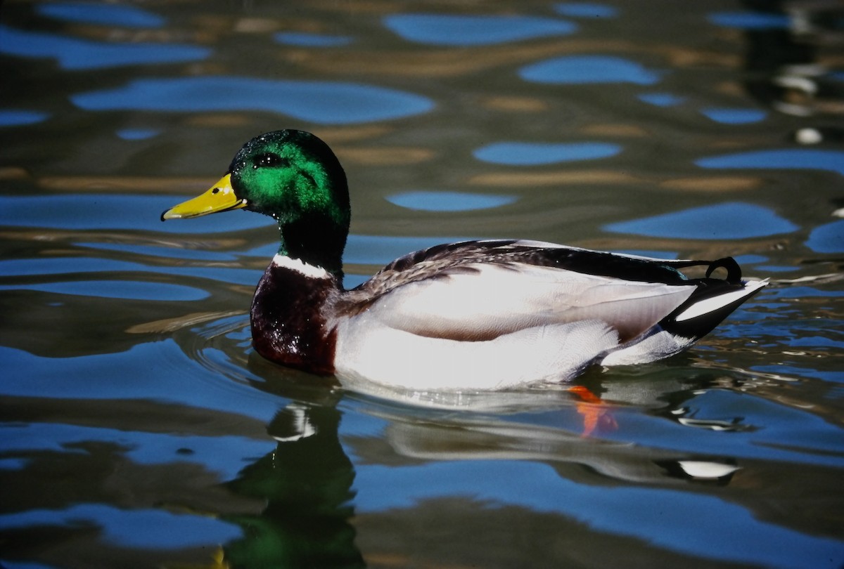 kachna divoká - ML644365003