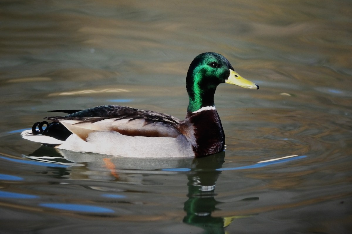 kachna divoká - ML644365004