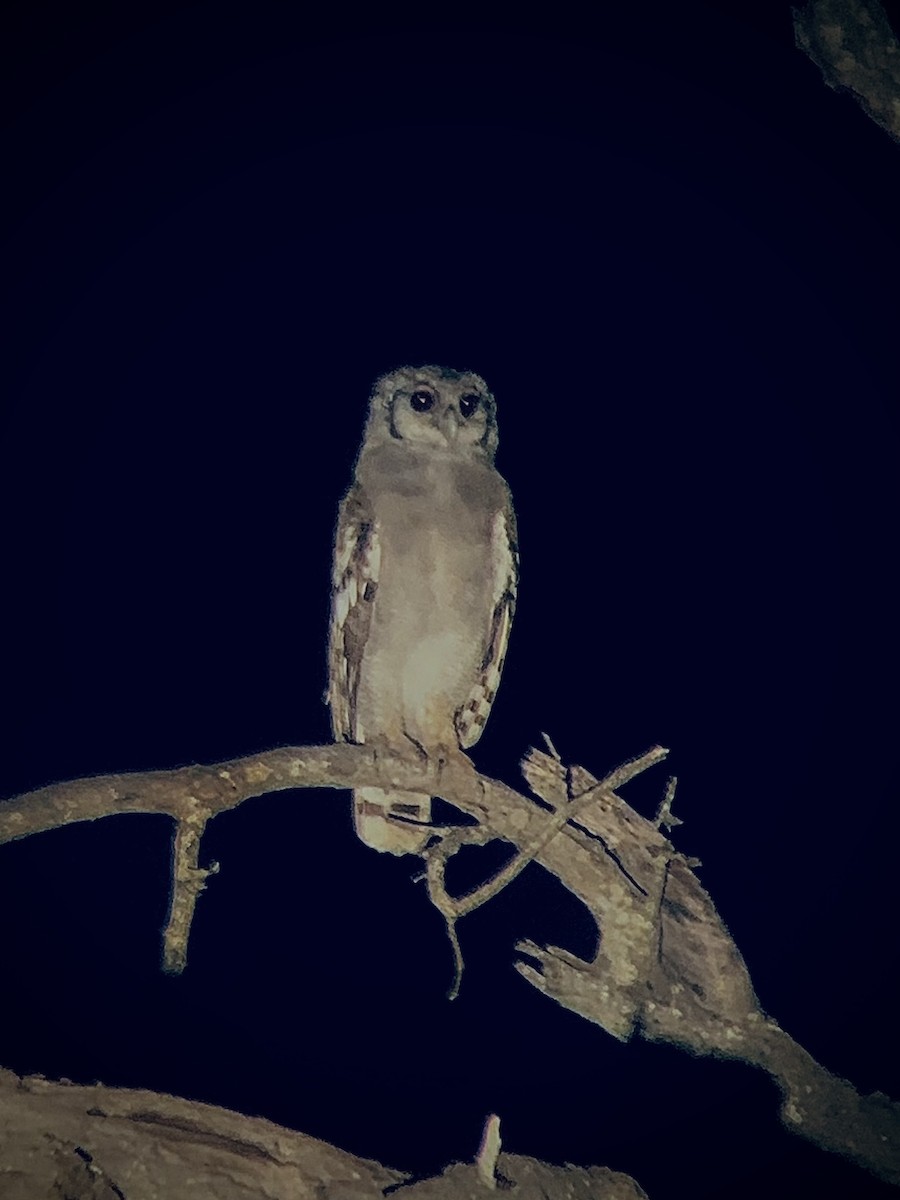 Verreaux's Eagle-Owl - ML644365005