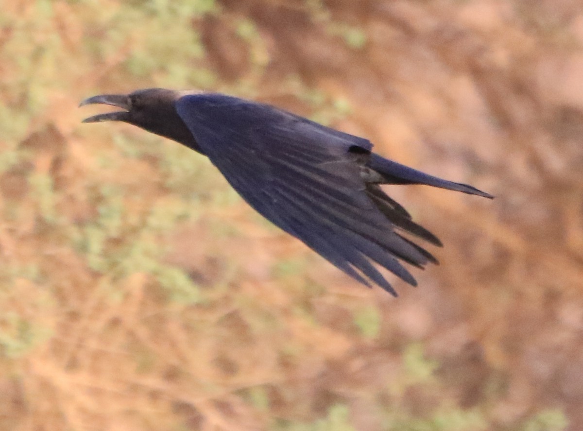 Corbeau brun - ML644365007