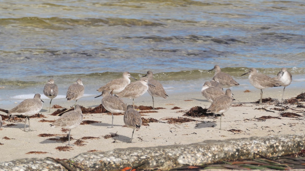 Kuliska erdipalmatua - ML644365011