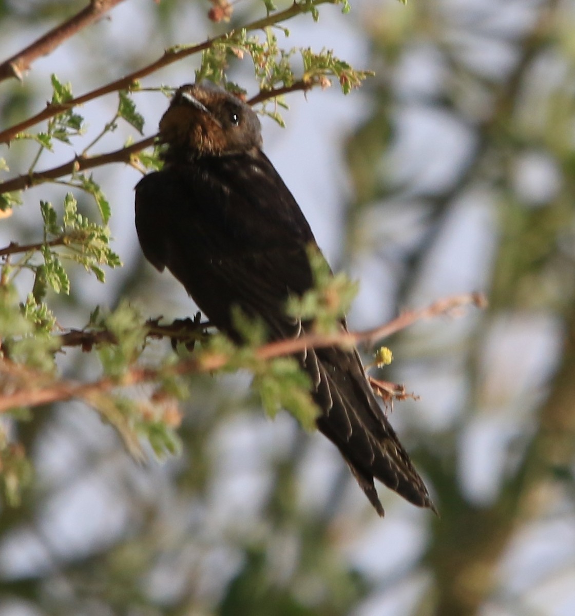 Hirondelle rustique - ML644365012