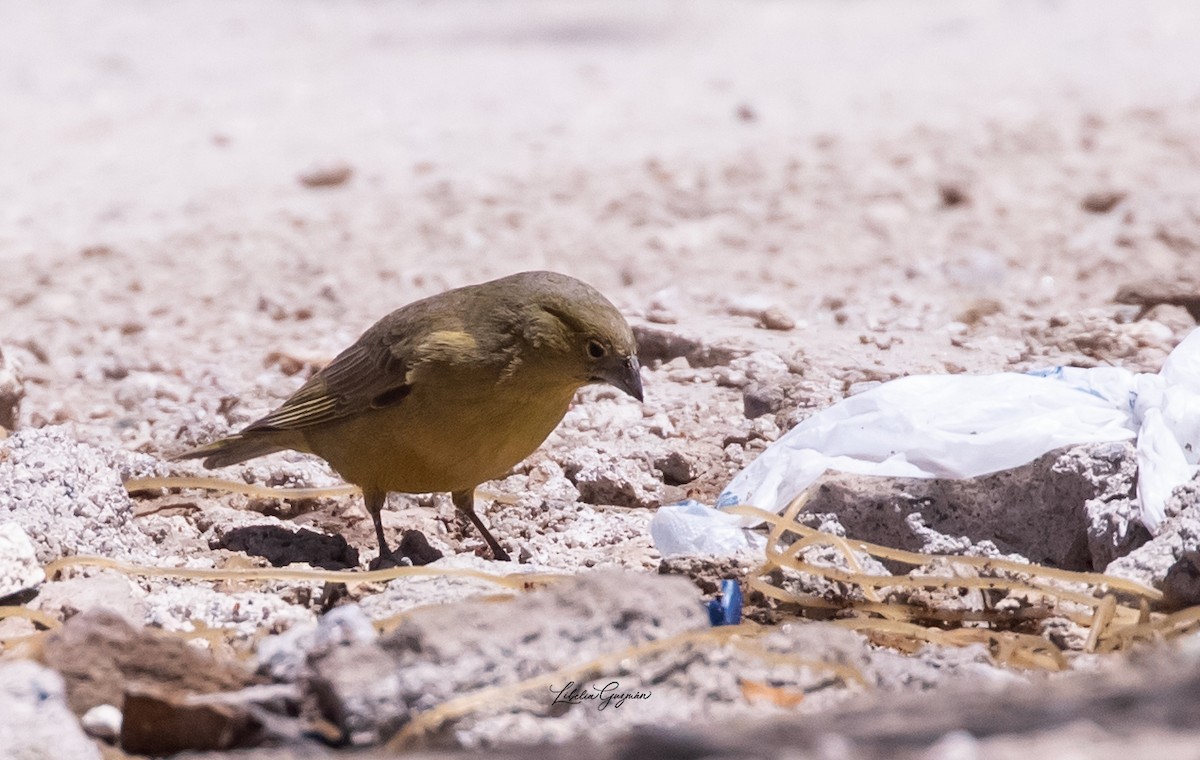 Посвірж оливковий - ML644365021