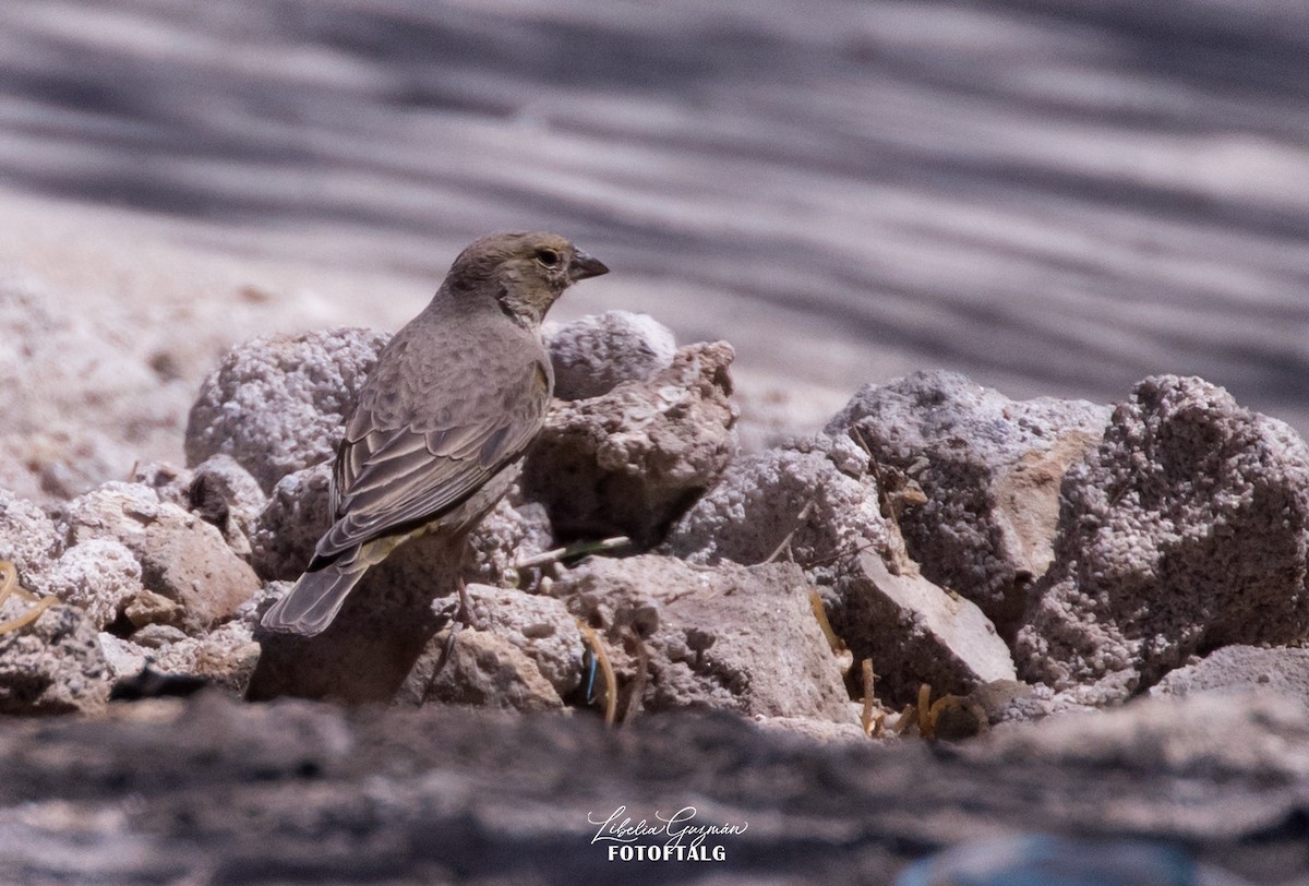 Посвірж оливковий - ML644365024