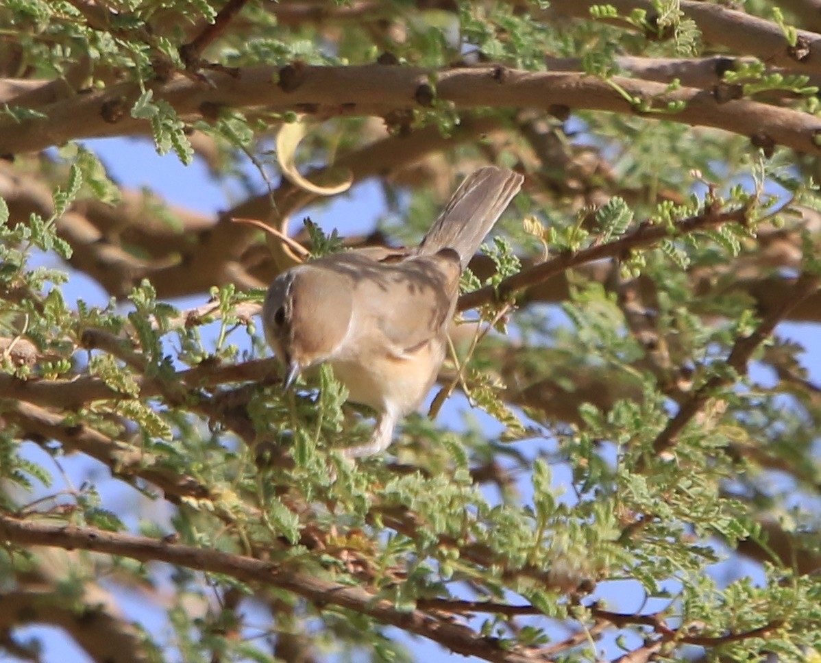 Passeriformes sp. (fauvette de l'ancien monde sp.) - ML644365026