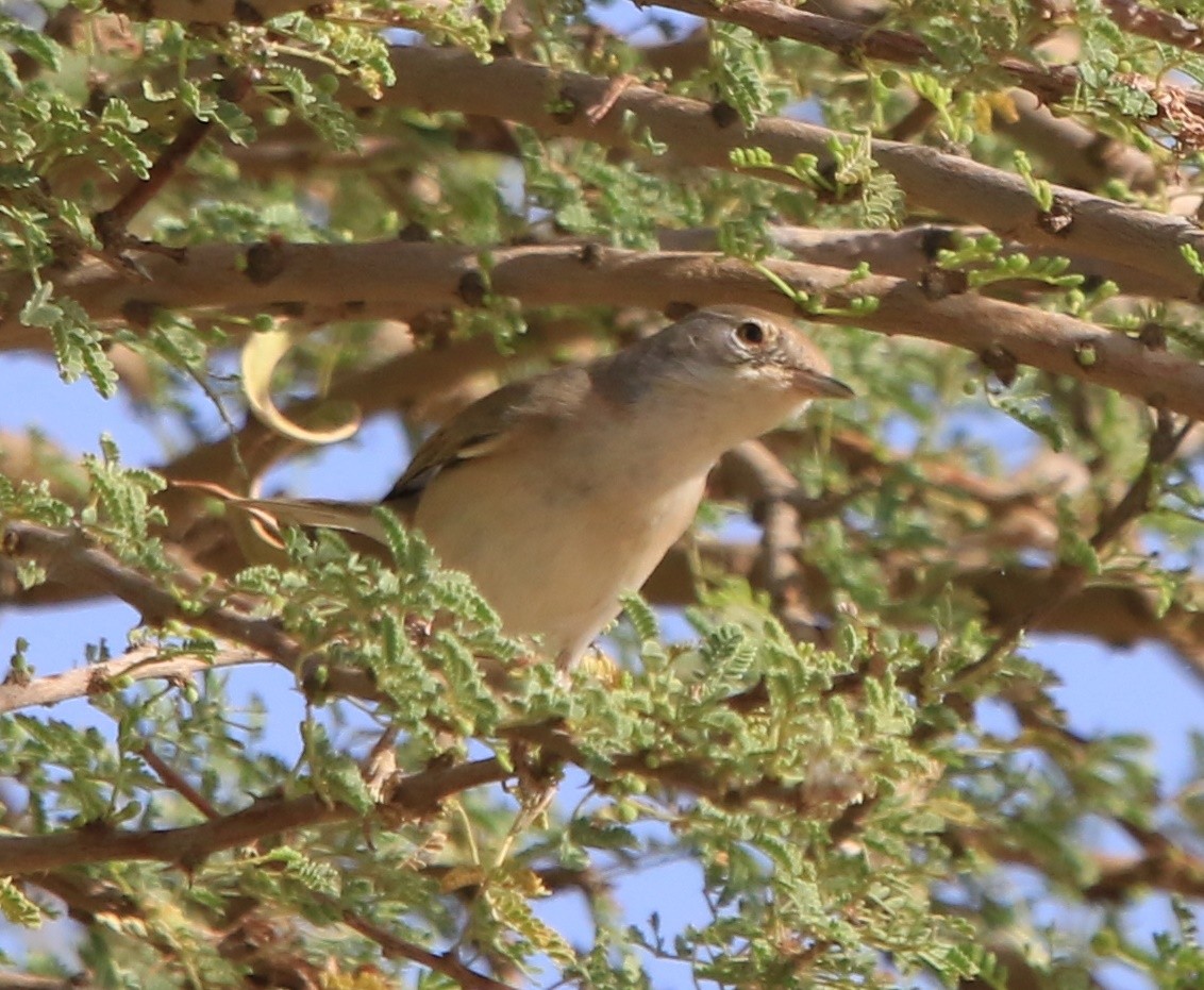 Passeriformes sp. (fauvette de l'ancien monde sp.) - ML644365027