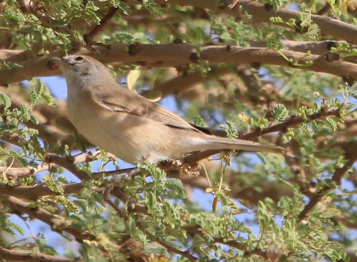 Passeriformes sp. (fauvette de l'ancien monde sp.) - ML644365028