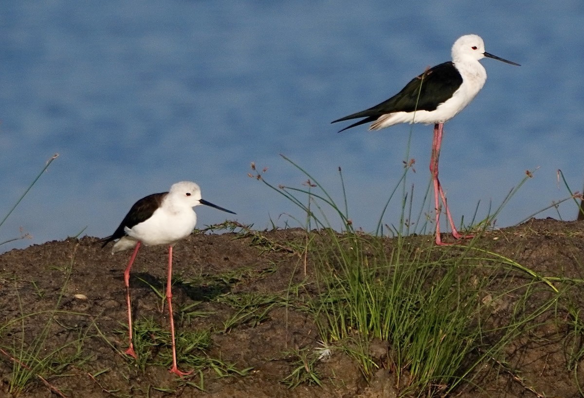 Zankaluze eurasiarra - ML644365036