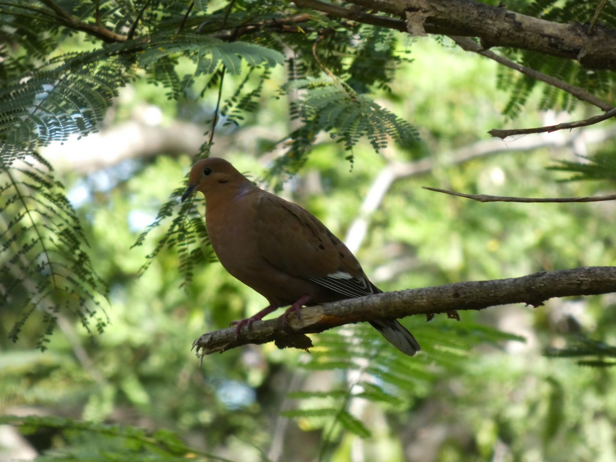 Zenaida Dove - ML644365037