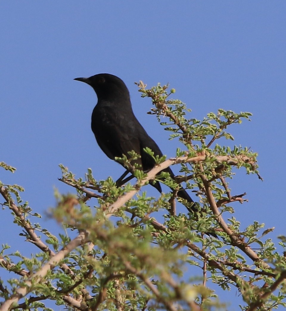 Agrobate podobé - ML644365041