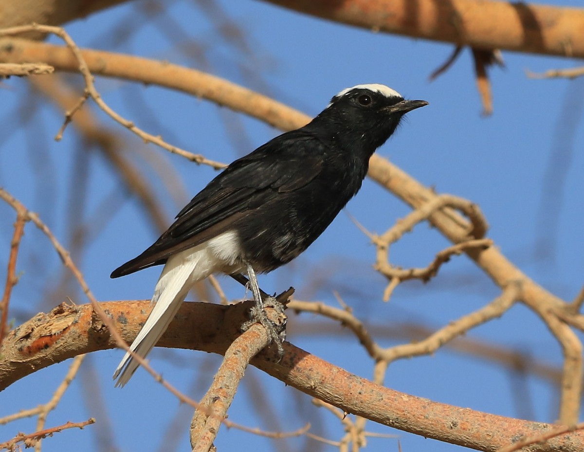 Saharasteinschmätzer - ML644365043