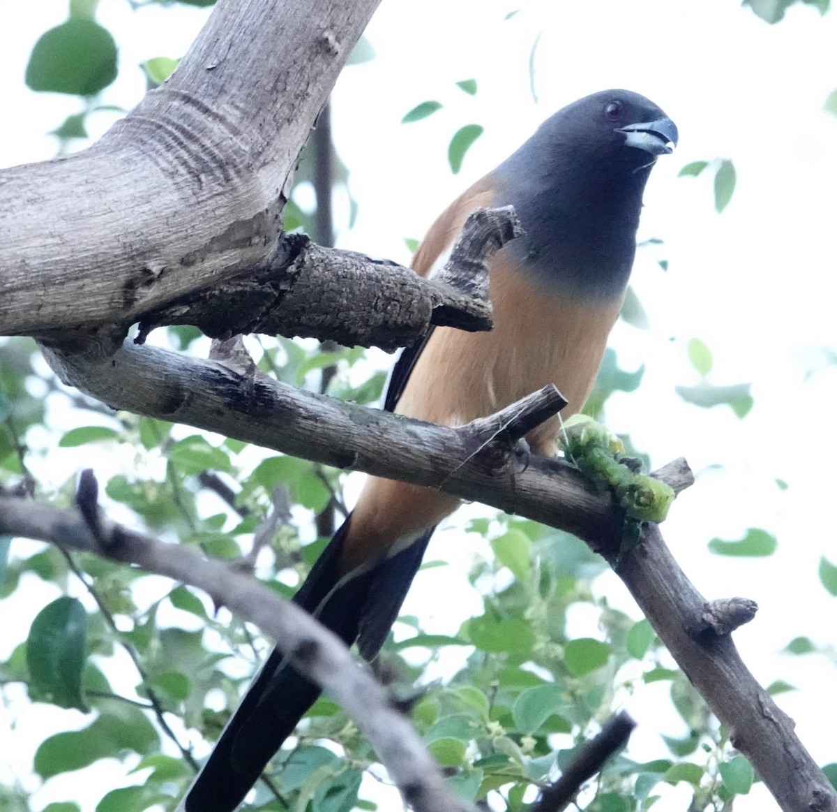 Kızıl Saksağan - ML644365050