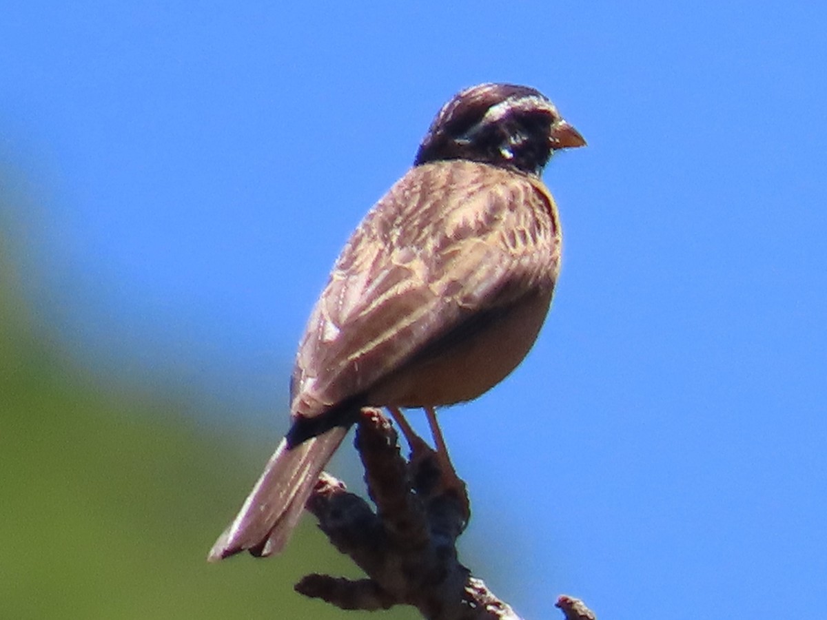 Cinnamon-breasted Bunting - ML644365051