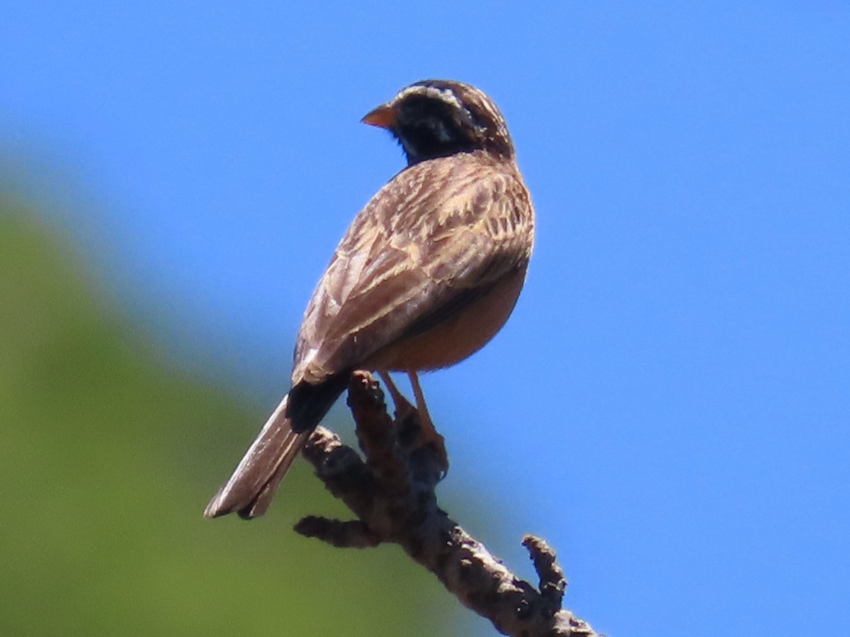Cinnamon-breasted Bunting - ML644365052