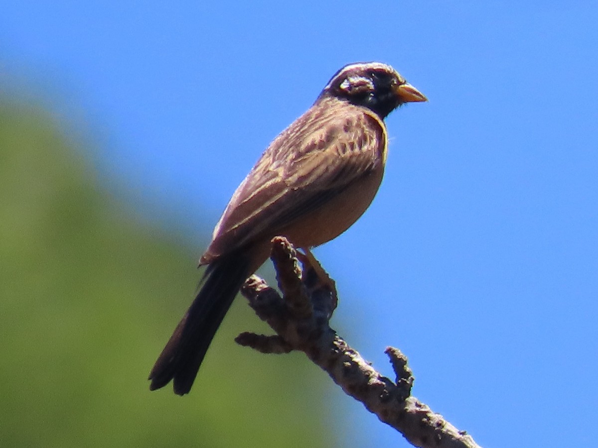 Cinnamon-breasted Bunting - ML644365054