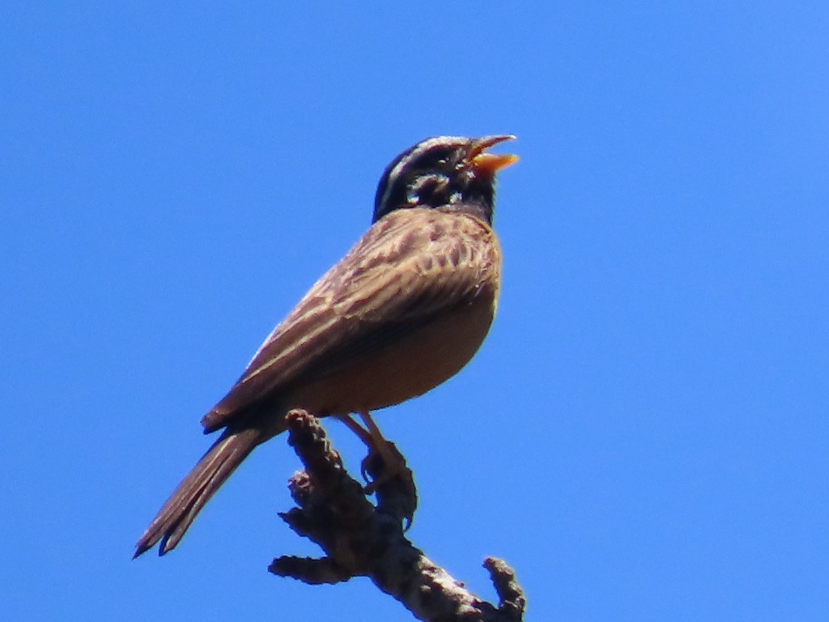 Cinnamon-breasted Bunting - ML644365055