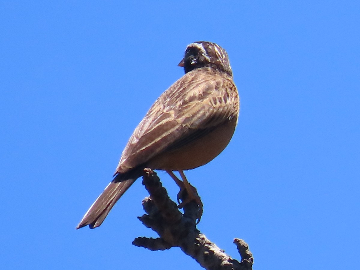 Cinnamon-breasted Bunting - ML644365056