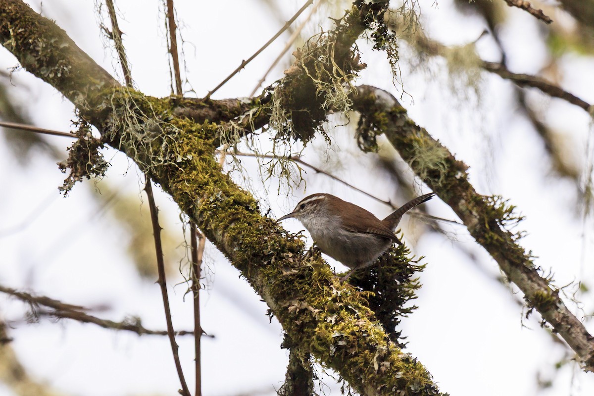 Bewick's Wren - ML644365059