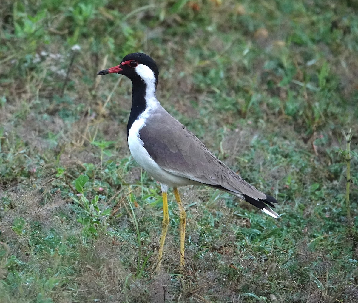 čejka černoprsá - ML644365062