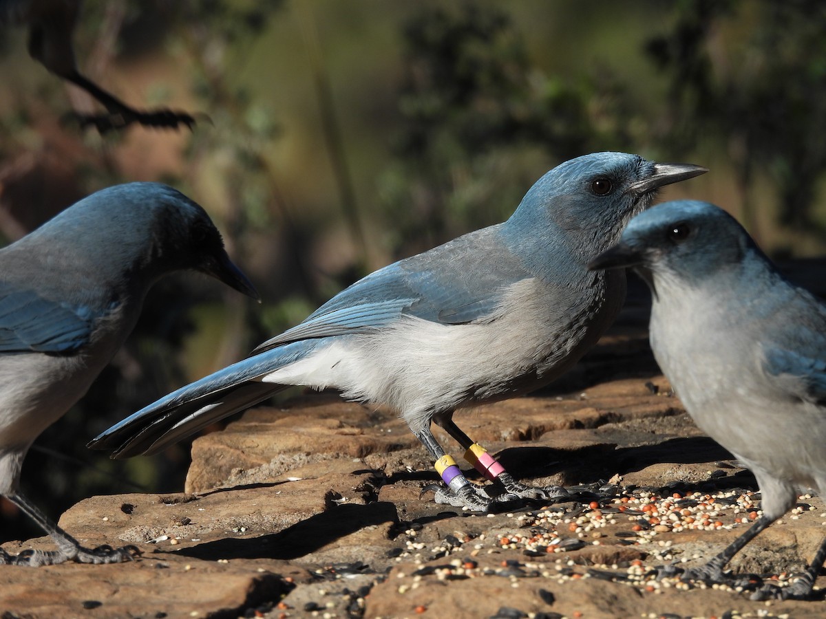 mexicoskrike - ML644365066