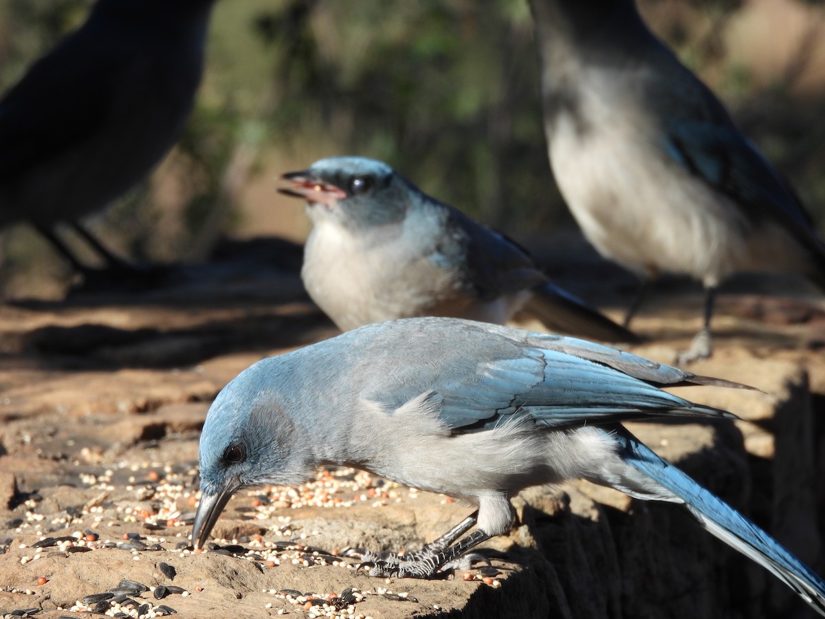 mexicoskrike - ML644365067