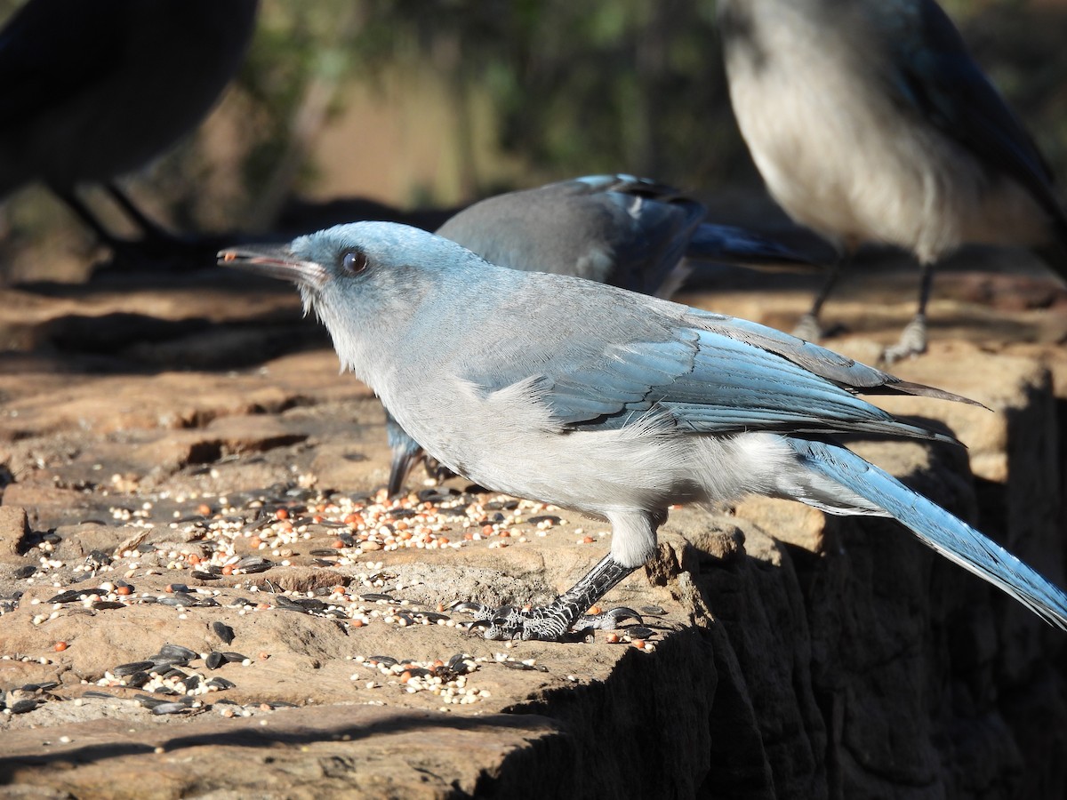 mexicoskrike - ML644365068