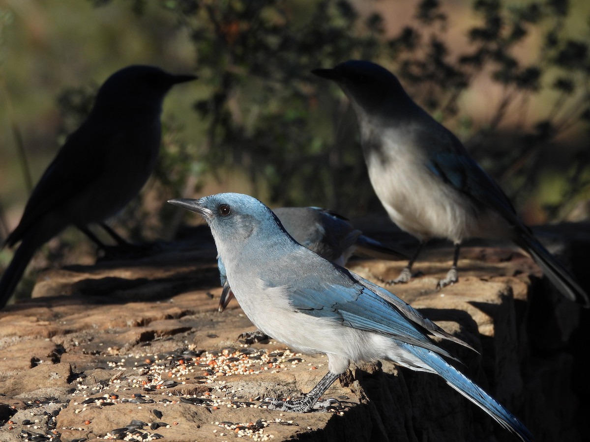 mexicoskrike - ML644365069