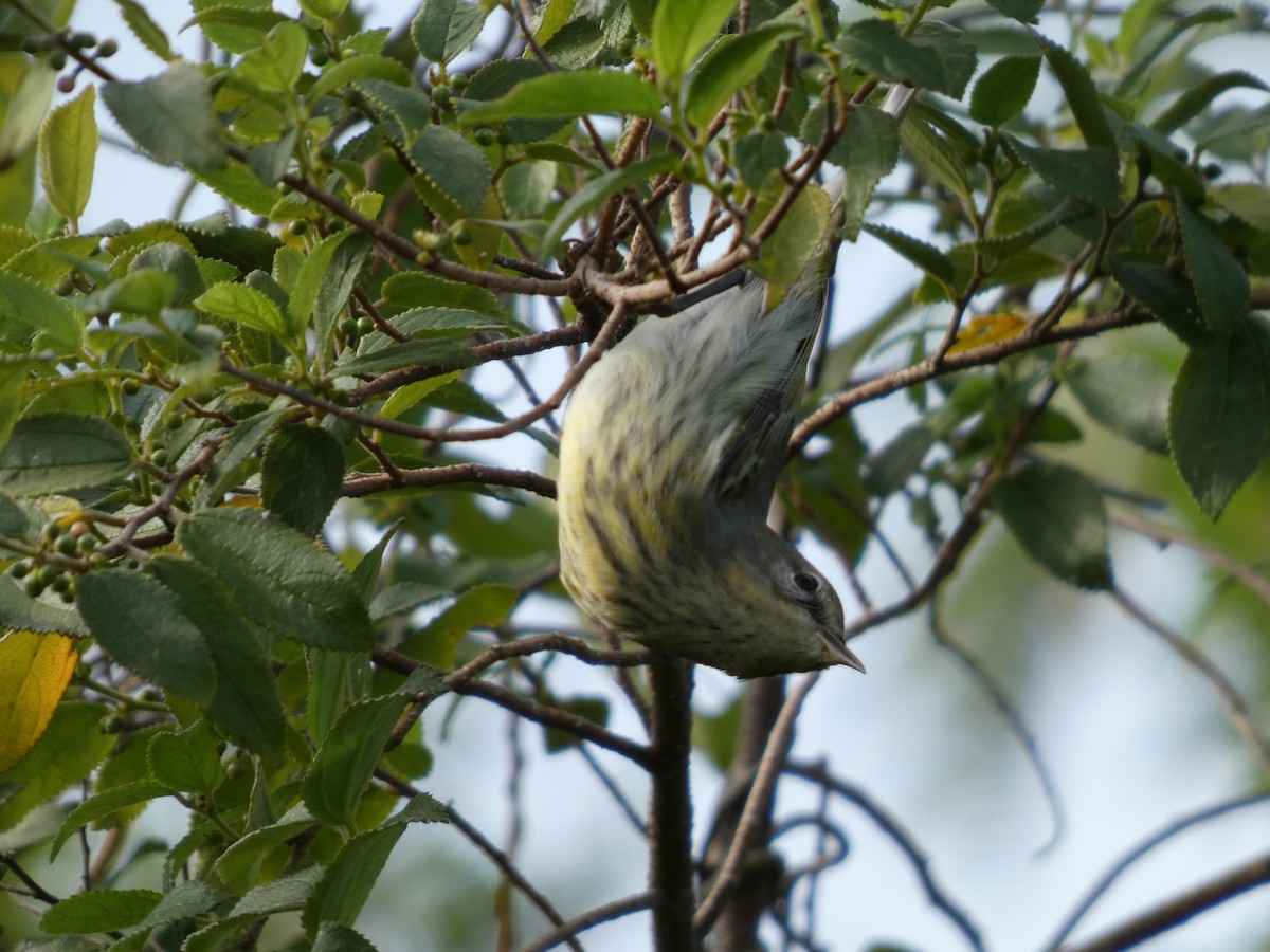 Cape May Warbler - ML644365070