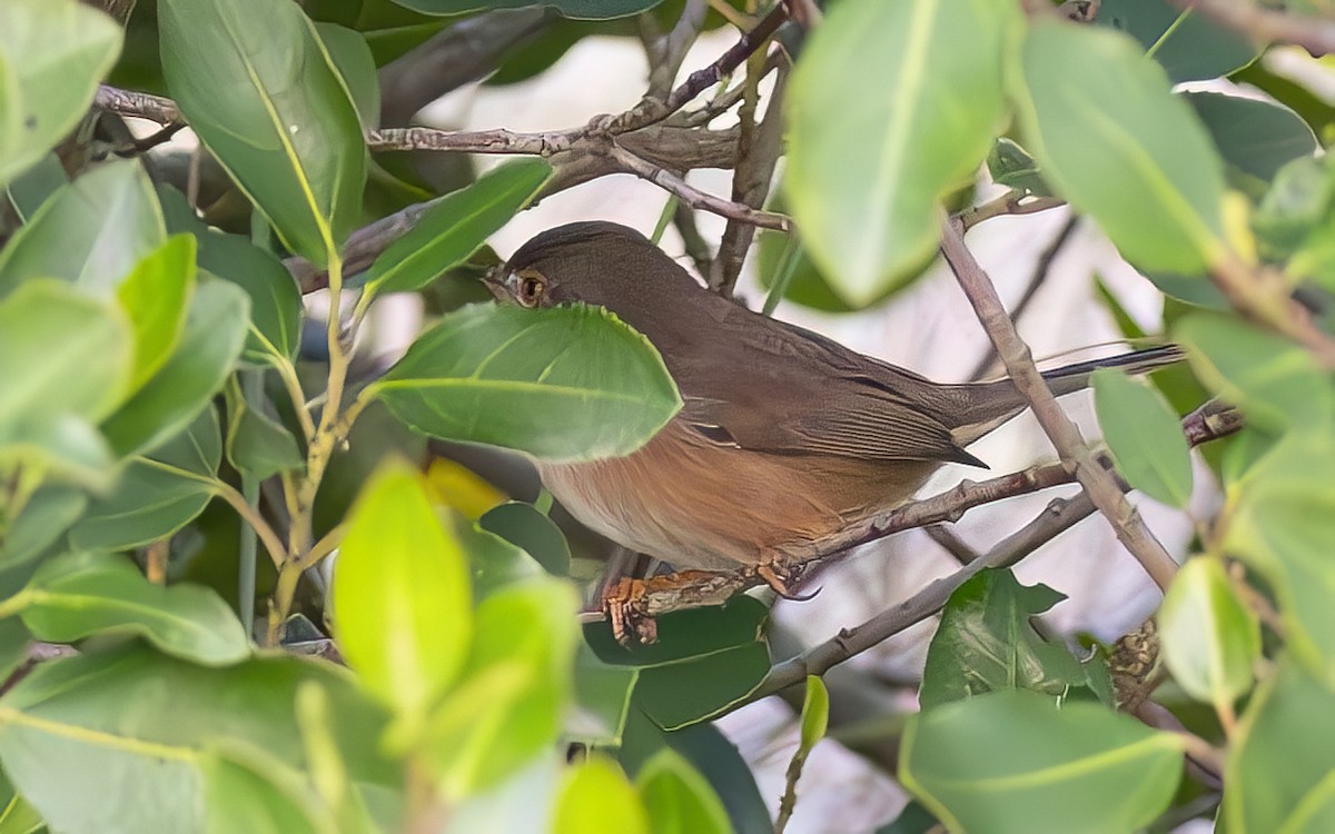 Dartford Warbler - ML644365074